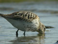 Bécasseau variable Calidris alpina