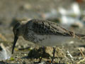 Bécasseau variable Calidris alpina