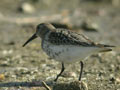 Bécasseau variable Calidris alpina