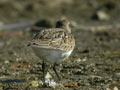 Bécasseau variable Calidris alpina