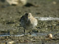 Bécasseau variable Calidris alpina