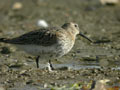 Bécasseau variable Calidris alpina