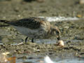 Bécasseau variable Calidris alpina