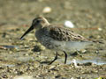 Bécasseau variable Calidris alpina