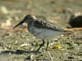 Bécasseau variable Calidris alpina