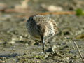 Bécasseau variable Calidris alpina