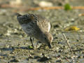 Bécasseau variable Calidris alpina