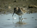 Bécasseau variable Calidris alpina