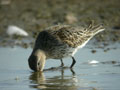 Bécasseau variable Calidris alpina