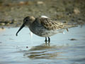 Bécasseau variable Calidris alpina