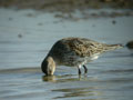 Bécasseau variable Calidris alpina