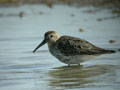 Bécasseau variable Calidris alpina