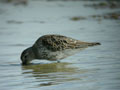 Bécasseau variable Calidris alpina