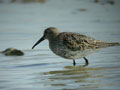 Bécasseau variable Calidris alpina