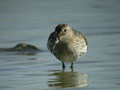 Bécasseau variable Calidris alpina