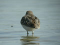 Bécasseau variable Calidris alpina