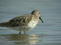 Bécasseau variable Calidris alpina