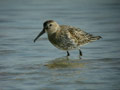 Bécasseau variable Calidris alpina