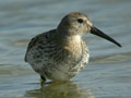 Bécasseau variable Calidris alpina