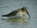 Bécasseau variable Calidris alpina