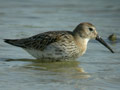 Bécasseau variable Calidris alpina