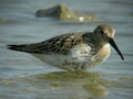 Bécasseau variable Calidris alpina