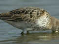 Bécasseau variable Calidris alpina