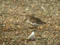 Bécasseau variable Calidris alpina