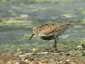 Bécasseau variable Calidris alpina