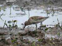 Bécasseau variable Calidris alpina