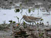 Bécasseau variable Calidris alpina