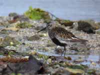 Bécasseau variable Calidris alpina