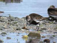 Bécasseau variable Calidris alpina