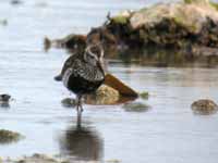 Bécasseau variable Calidris alpina