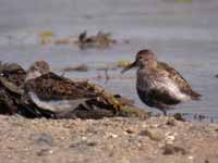 Bécasseau variable Calidris alpina