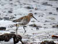 Bécasseau variable Calidris alpina