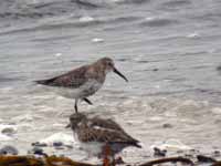 Bécasseau variable Calidris alpina