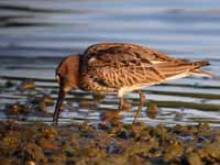 Bécasseau variable Calidris alpina