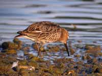 Bécasseau variable Calidris alpina