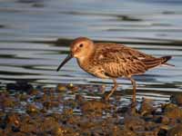 Bécasseau variable Calidris alpina