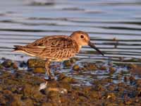 Bécasseau variable Calidris alpina