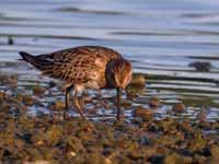 Bécasseau variable Calidris alpina