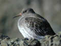 Bécasseau violet Calidris maritima