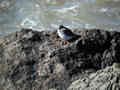 Bécasseau violet Calidris maritima