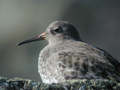 Bécasseau violet Calidris maritima