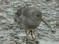 Bécasseau violet Calidris maritima