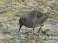 Bécasseau violet Calidris maritima