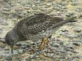 Bécasseau violet Calidris maritima