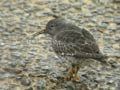 Bécasseau violet Calidris maritima