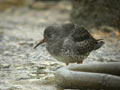 Bécasseau violet Calidris maritima